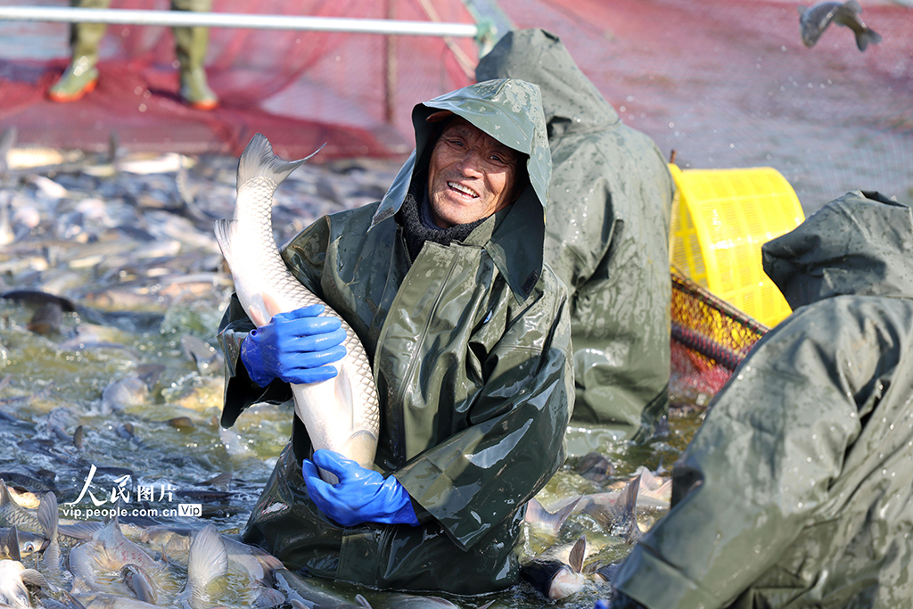 江蘇淮安：冬日捕魚 供應市場【2】