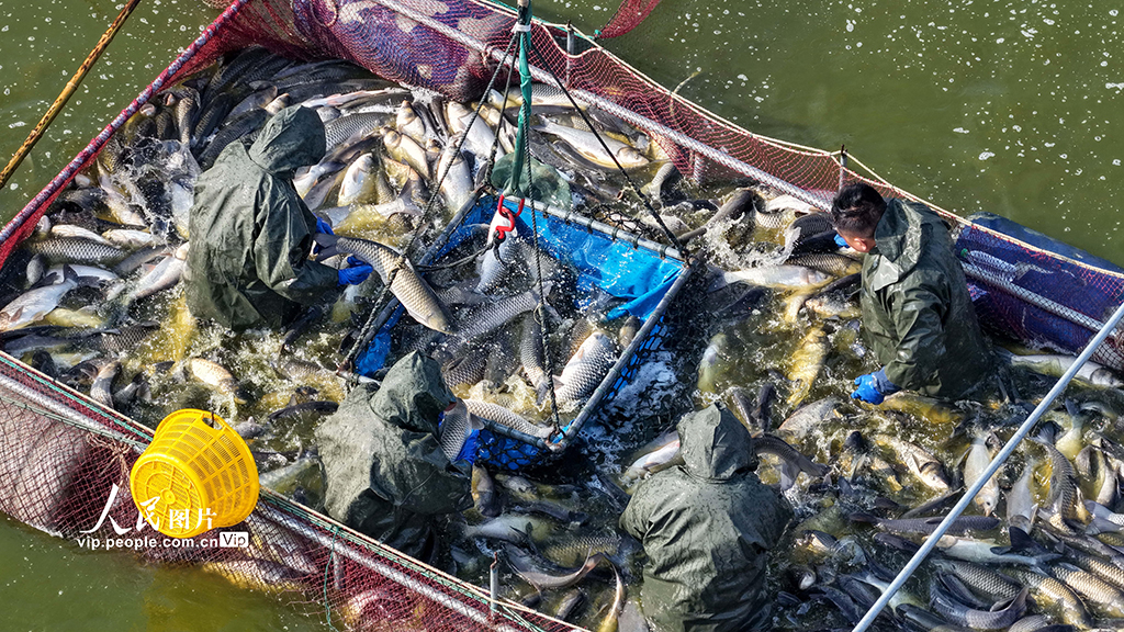 江蘇淮安：冬日捕魚 供應市場【4】