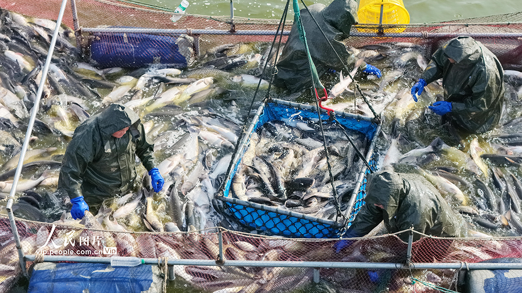 江蘇淮安：冬日捕魚 供應市場【3】