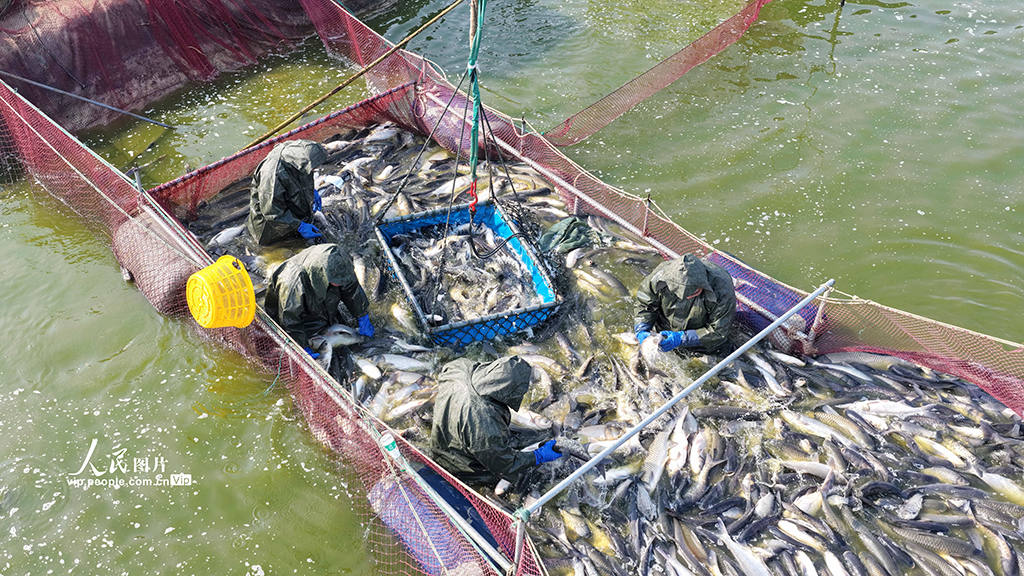 江蘇淮安：冬日捕魚 供應市場【5】