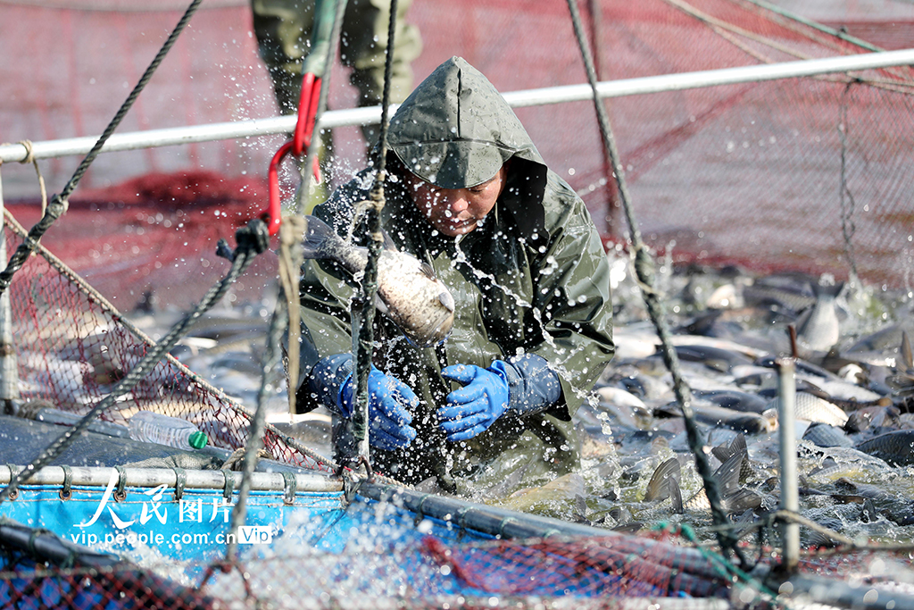 江蘇淮安：冬日捕魚 供應市場【6】