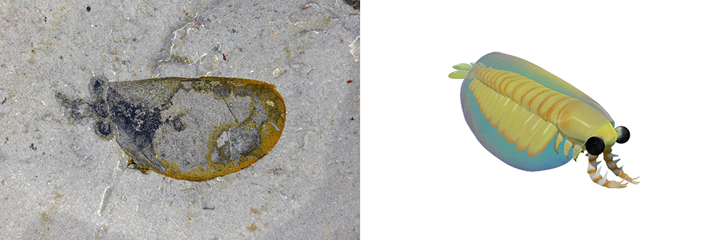 花垣生物群节肢动物-苏鲁斯虾化石图(左)和复原图。新华社发