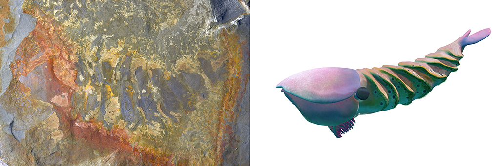 花垣生物群射齒類節肢動物-赫德蝦類化石圖(左)和復原圖。新華社發