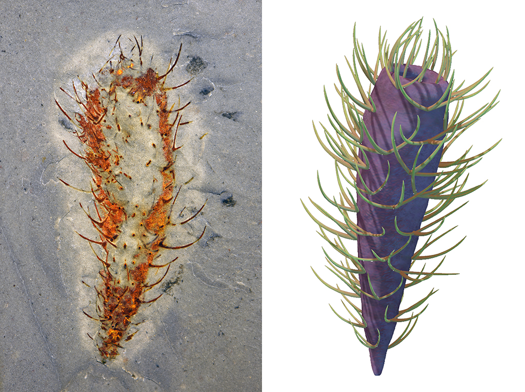 花垣生物群开腔骨动物化石图（左）和复原图。新华社发