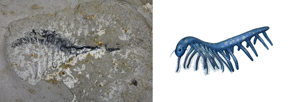 花垣生物群叶足动物-柯林斯虫化石图(左)和复原图。新华社发