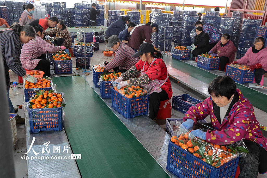 廣西蒙山：砂糖橘熱銷【6】