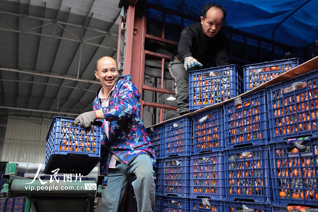 廣西蒙山:砂糖橘熱銷【7】