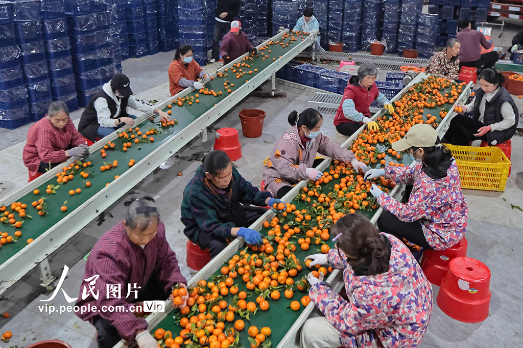 廣西蒙山：砂糖橘熱銷【4】