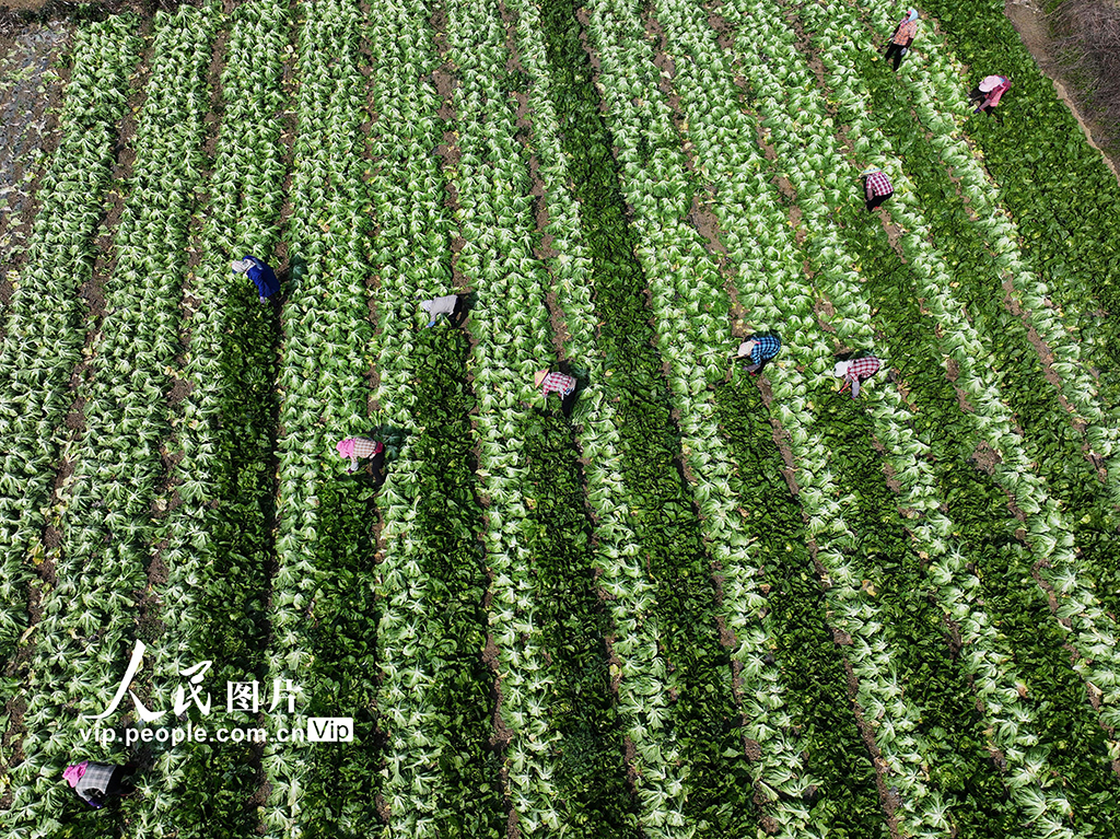 廣西靈山：搶收芥菜供應春節市場【5】