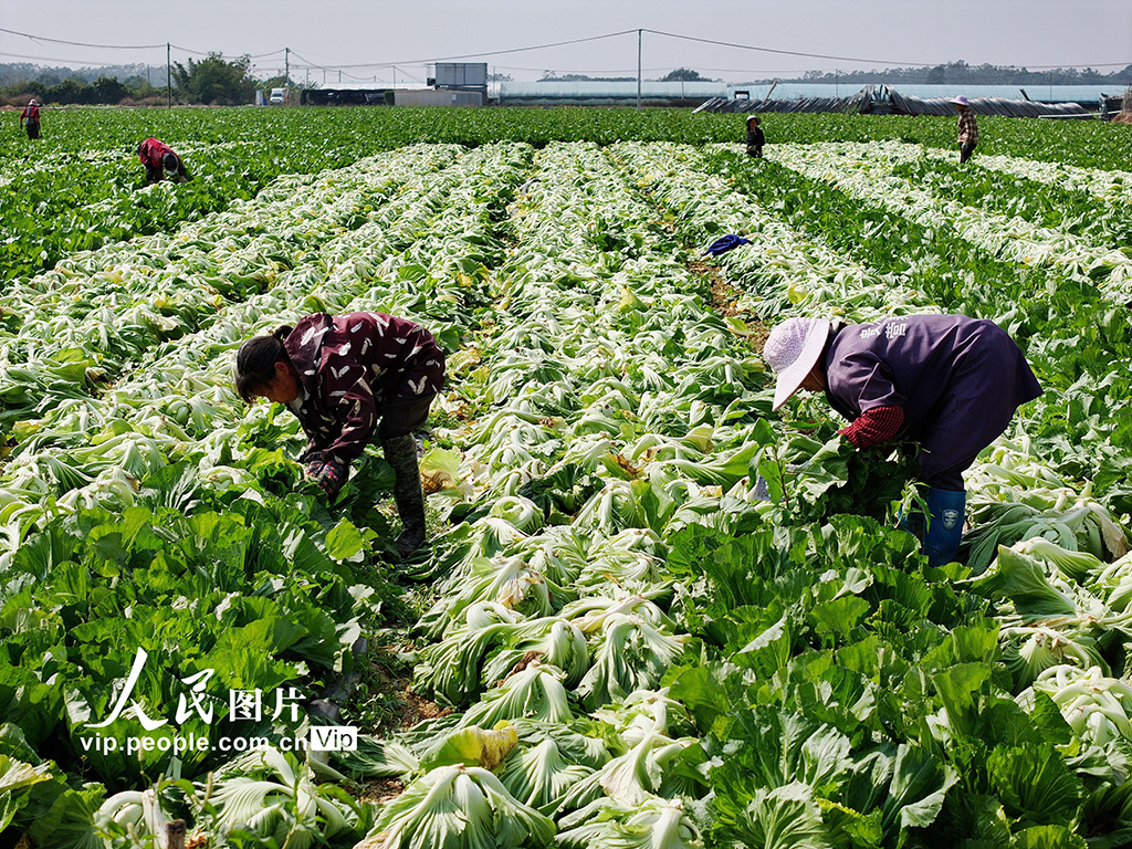 廣西靈山:搶收芥菜供應春節市場【3】