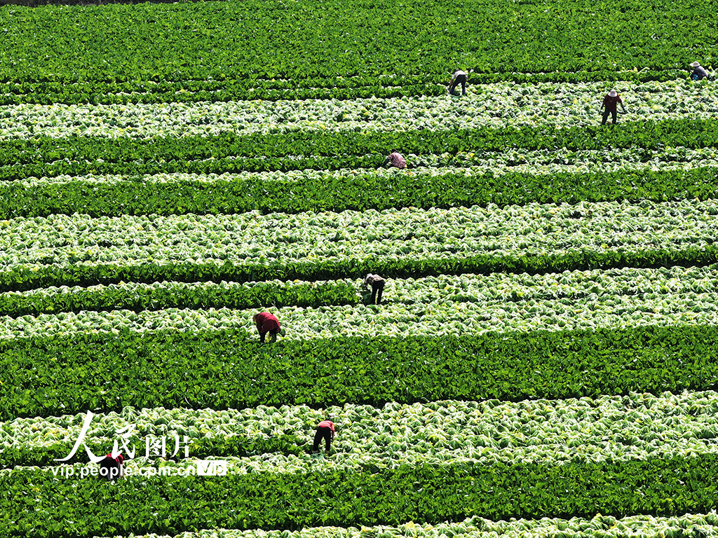 廣西靈山:搶收芥菜供應春節市場【2】