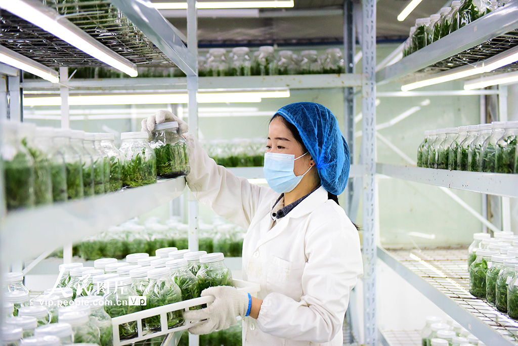 贵州从江：科技育苗备春耕【2】