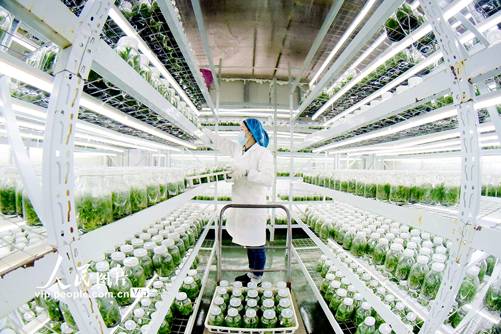 贵州从江：科技育苗备春耕【3】