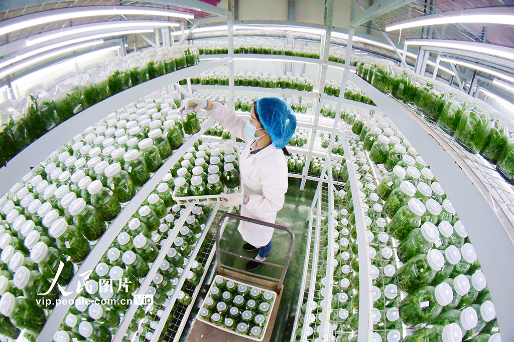 贵州从江：科技育苗备春耕【5】