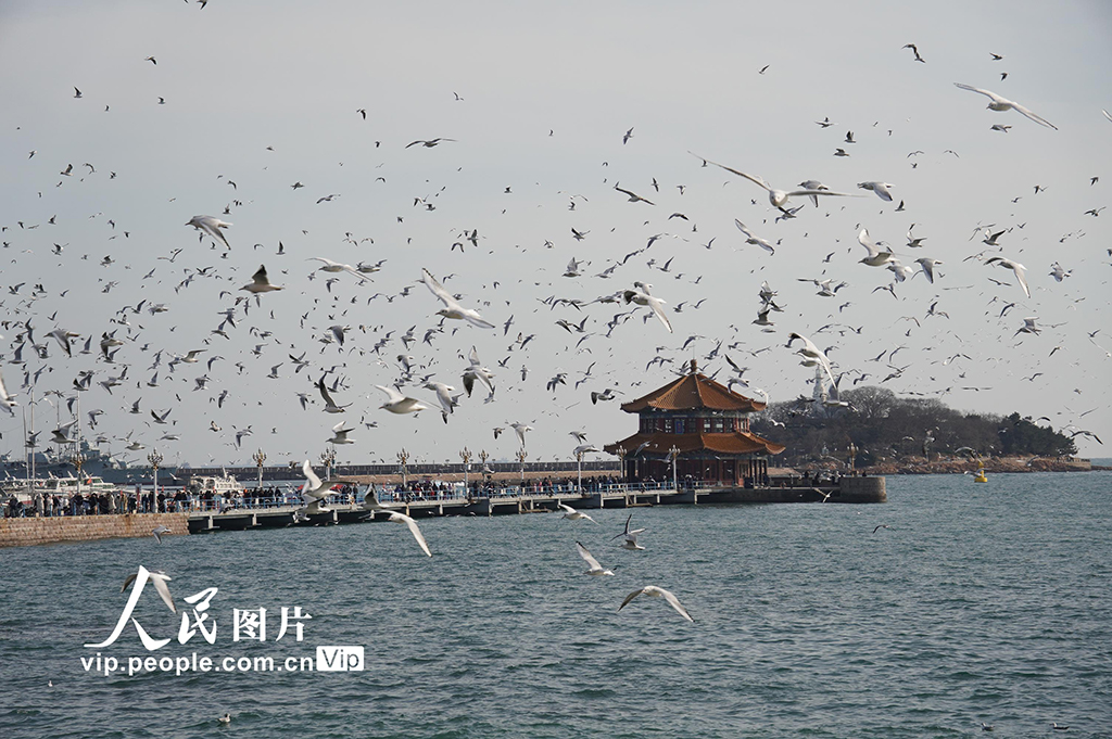 山东青岛：栈桥赏鸥【2】