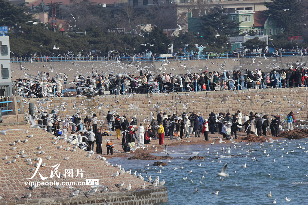山东青岛：栈桥赏鸥【3】