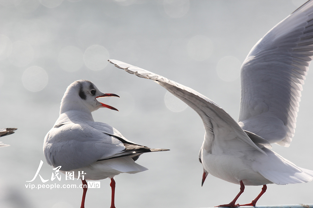 山东青岛:栈桥赏鸥【4】