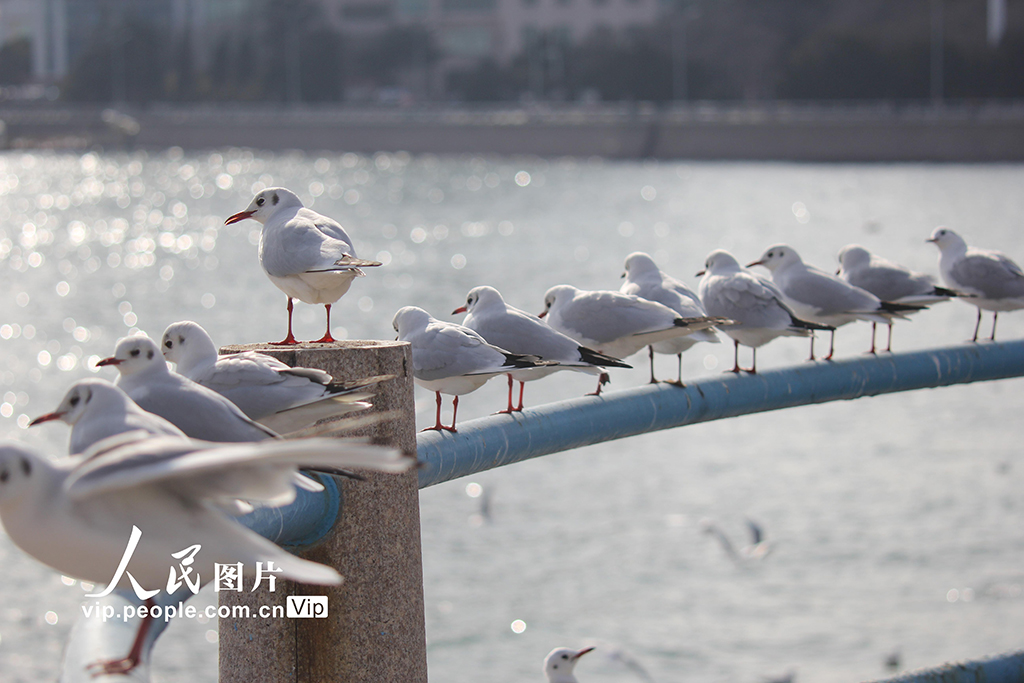 山東青島:棧橋賞鷗【5】