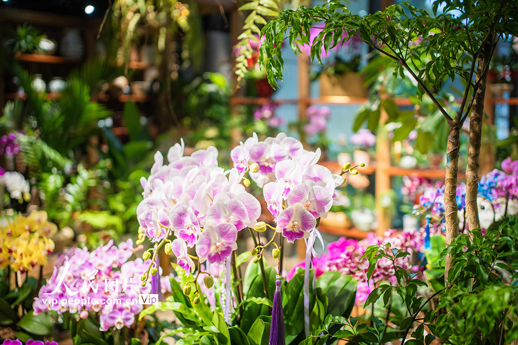 上海：年宵花爭奇斗艷【6】