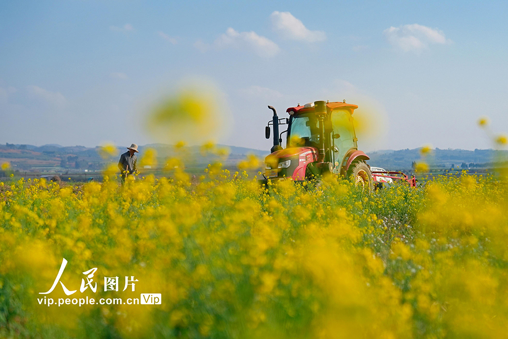 云南陆良:冬日生姜采收忙【2】