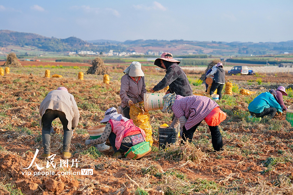 云南陆良:冬日生姜采收忙【4】