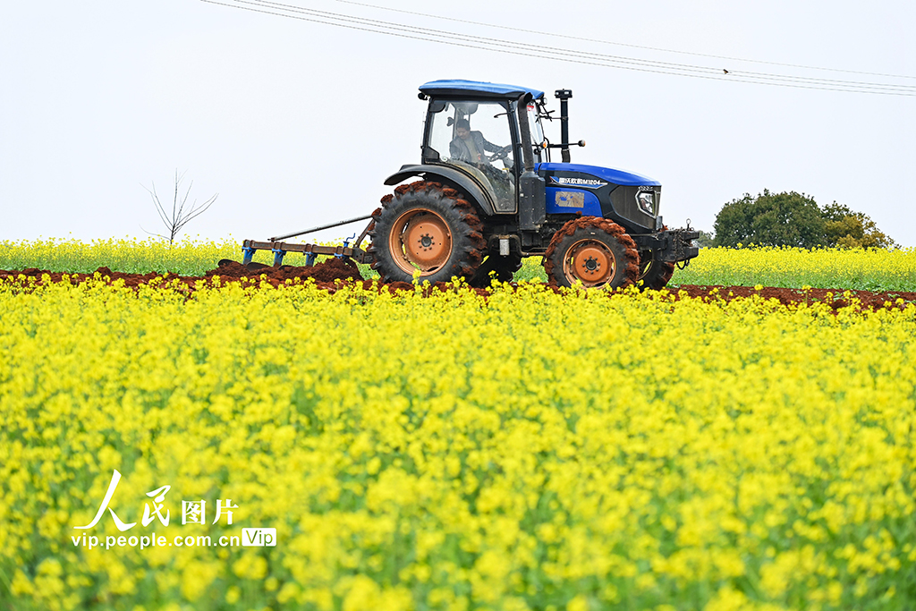 江西樟樹:立春將至農事忙【2】