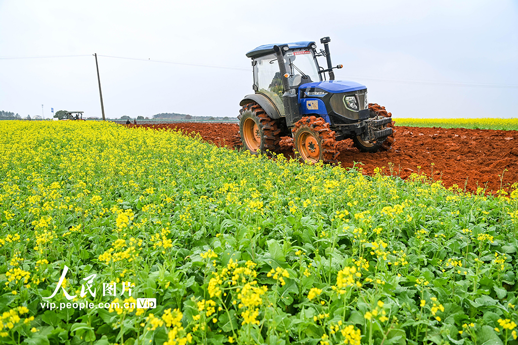 江西樟树:立春将至农事忙【5】