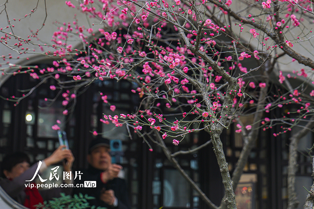上海：曲水园赏梅【5】