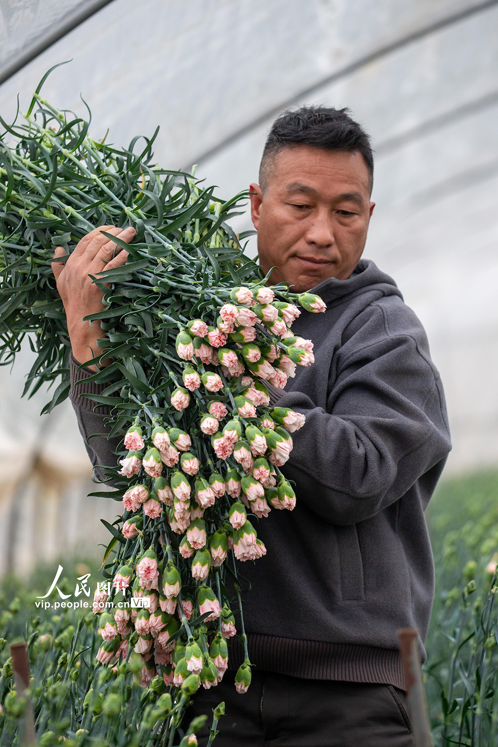 云南曲靖：采收鲜花供市场【5】