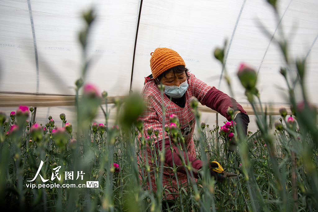 云南曲靖：采收鲜花供市场【6】