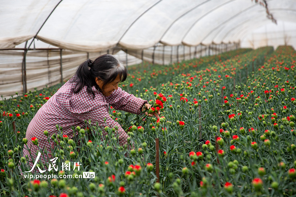 云南曲靖：采收鲜花供市场【2】