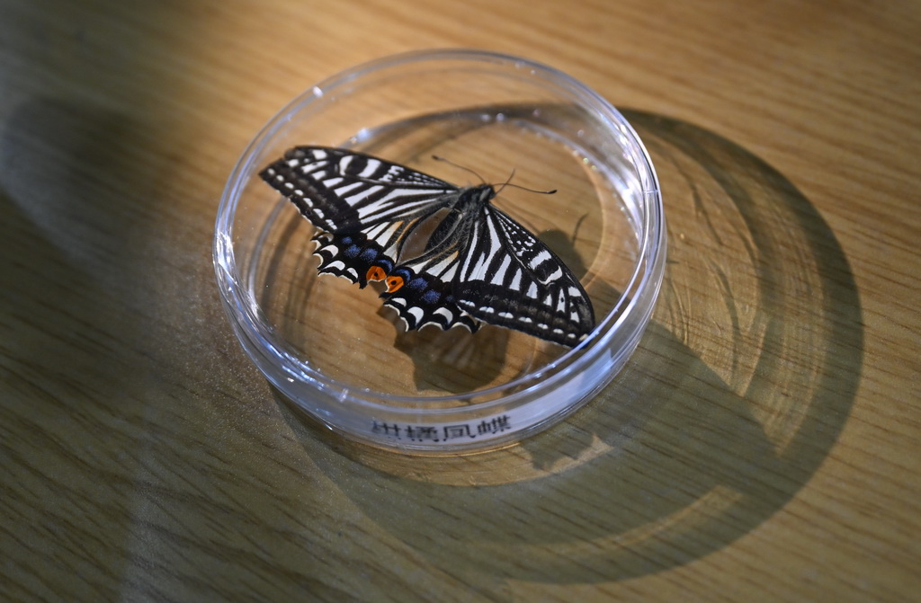 2月2日，在重庆大学深空探测联合研究中心，现场展示的柑橘凤蝶标本。