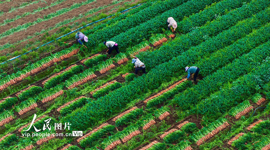 广西宾阳：胡萝卜喜丰收【2】