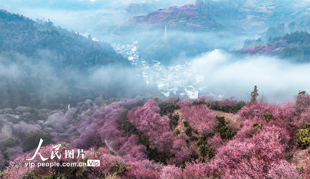 安徽歙縣：梅花競相綻放【2】