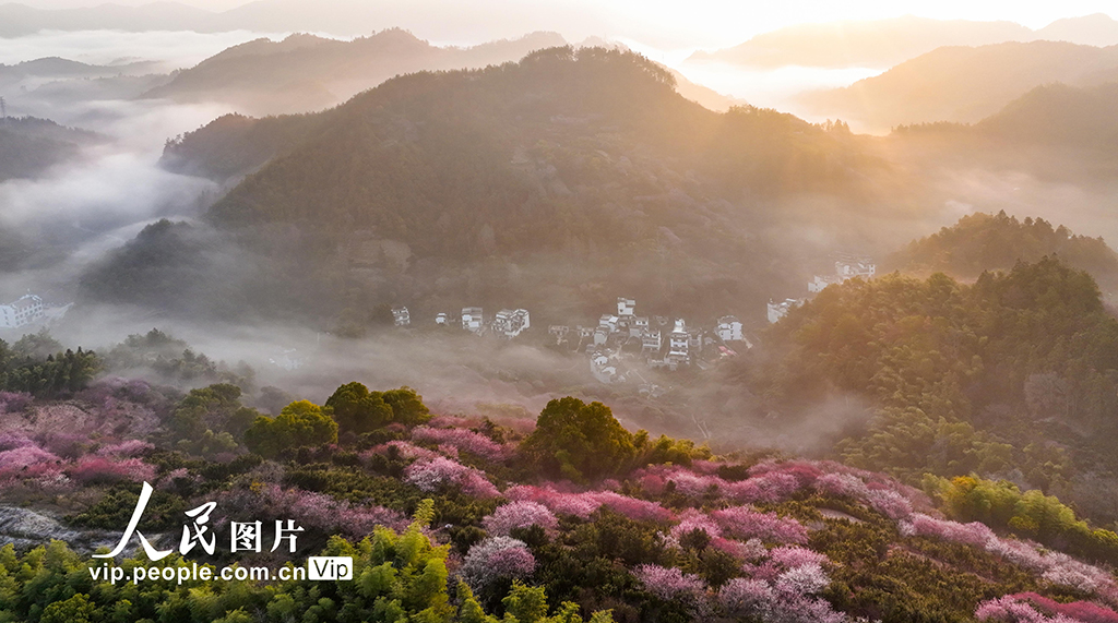 安徽歙县：梅花竞相绽放【4】