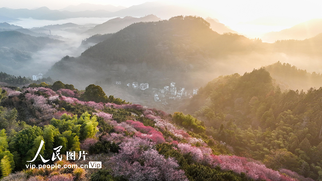 安徽歙县：梅花竞相绽放【5】