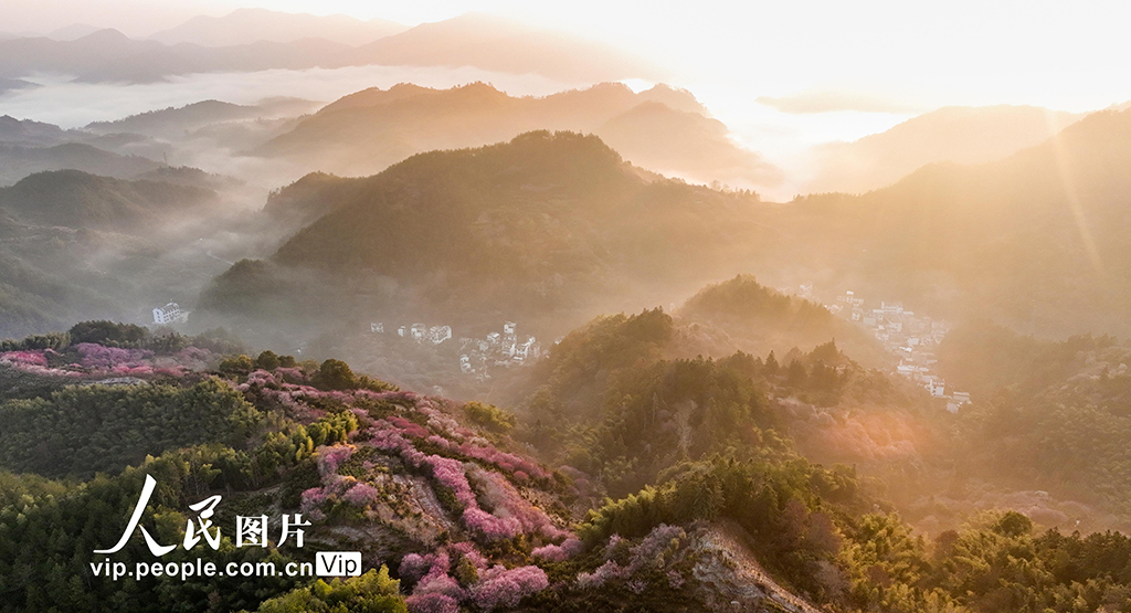 安徽歙县：梅花竞相绽放【6】