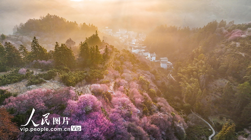 安徽歙縣：梅花競相綻放【7】