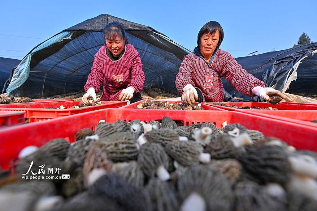 四川仁寿：小小羊肚菌 增收大产业【3】