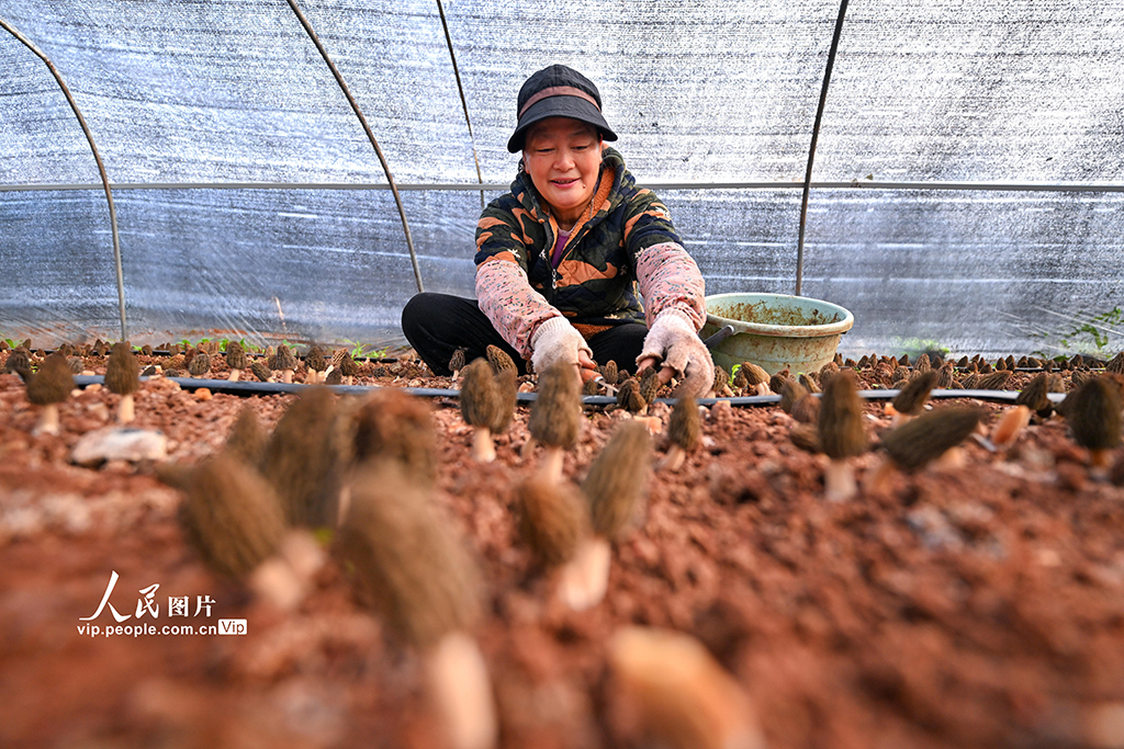 四川仁寿：小小羊肚菌 增收大产业【4】