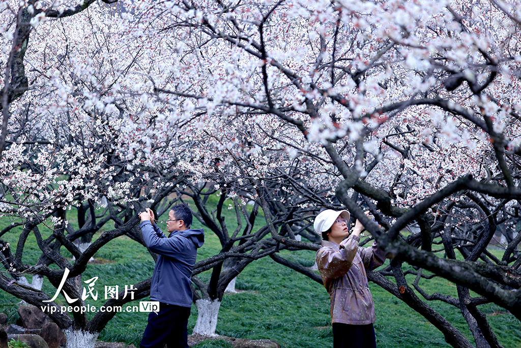 浙江杭州：梅香四溢迎客來【2】