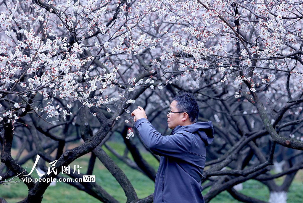 浙江杭州：梅香四溢迎客來【3】