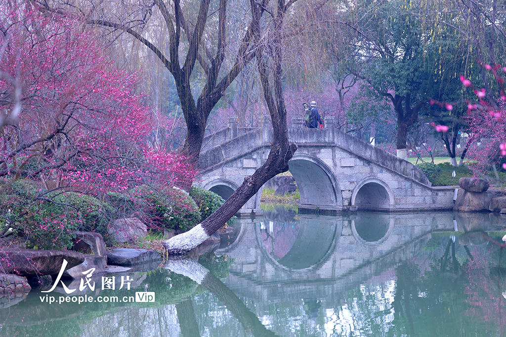 浙江杭州：梅香四溢迎客來【4】