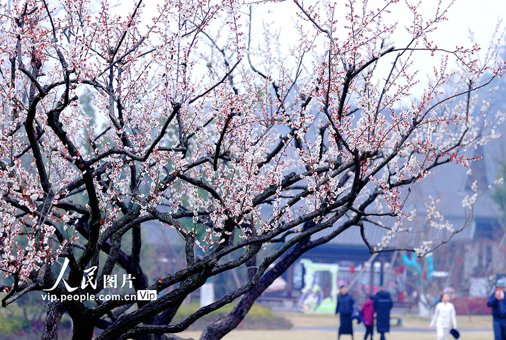 浙江杭州：梅香四溢迎客來【5】