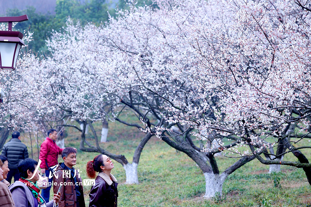 浙江杭州:梅香四溢迎客來【6】