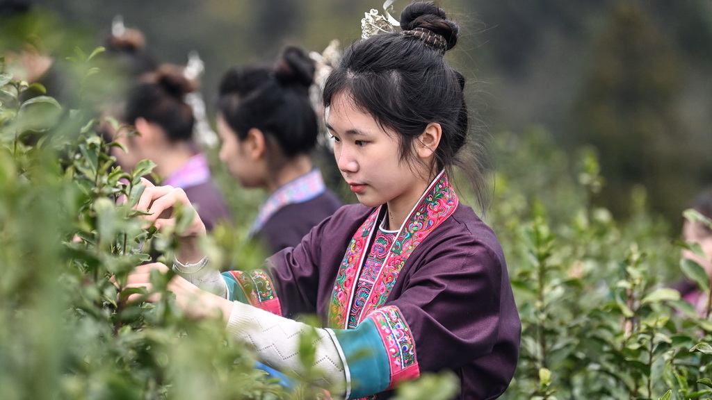 2月6日，在廣西三江侗族自治縣林溪鎮高友村，放假回村的大學生跟隨父母進茶園學採早春茶。