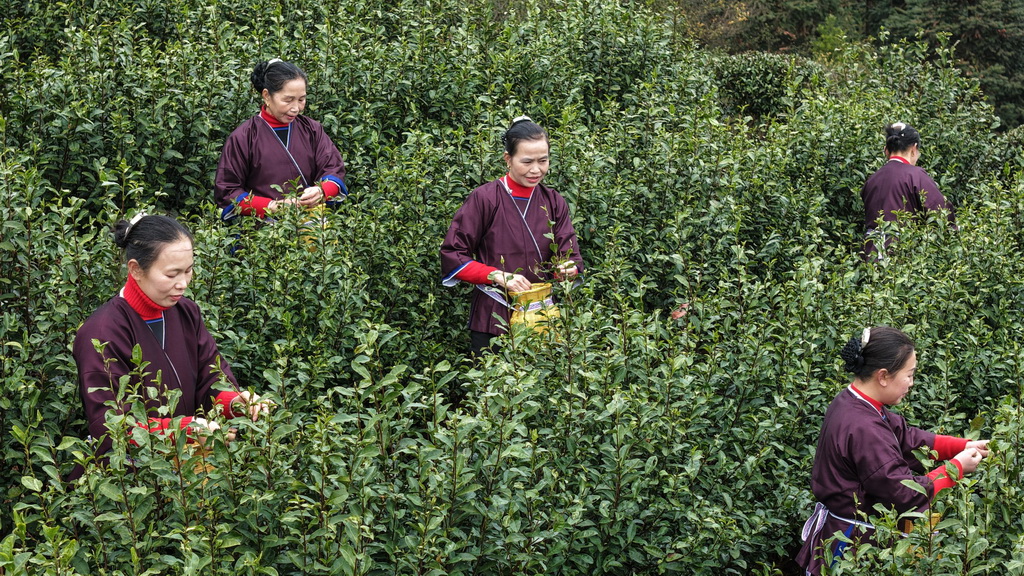 2月6日，廣西三江侗族自治縣林溪鎮高友村的侗族群眾在採摘早春茶（無人機照片）。