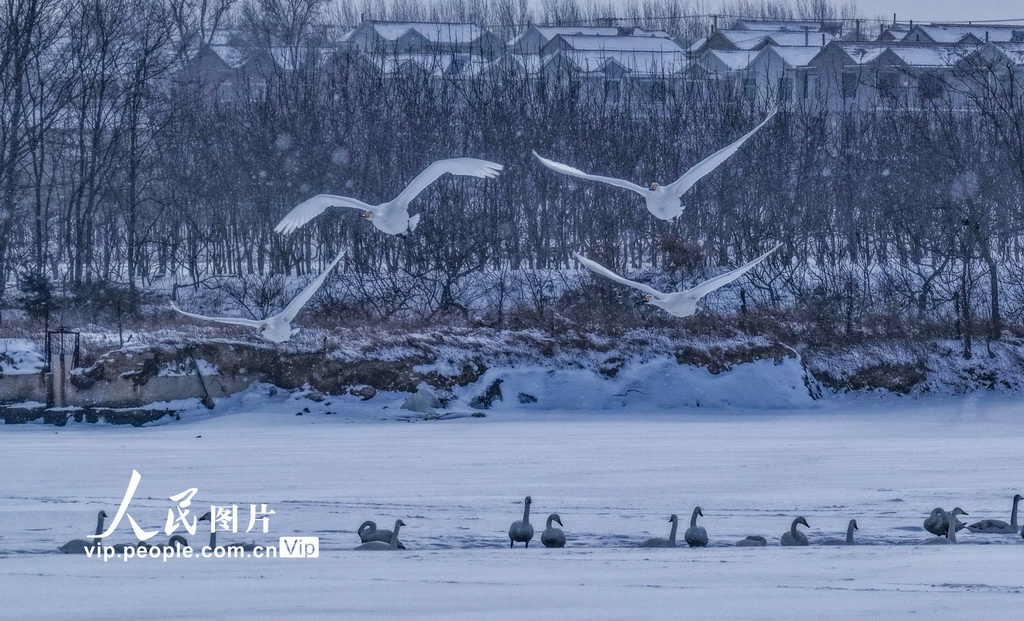山东荣成：天鹅沐雪【4】