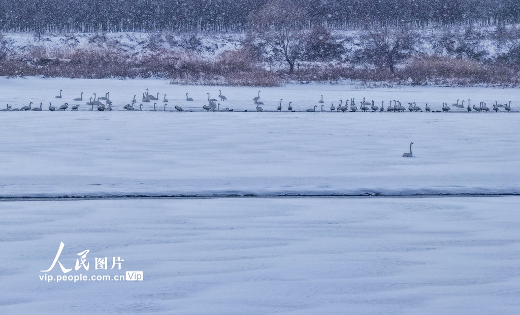 山东荣成：天鹅沐雪【5】