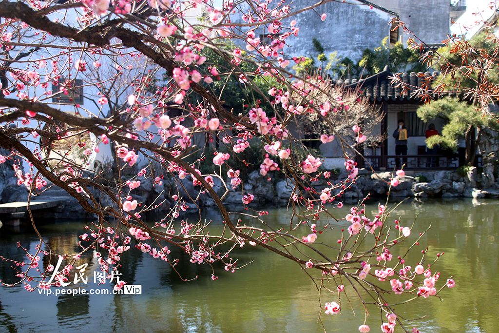 江蘇蘇州:藝圃梅花競相綻放【3】